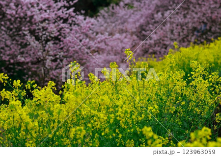 菜の花と河津桜 須崎 123963059