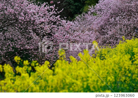 菜の花と河津桜 須崎 123963060