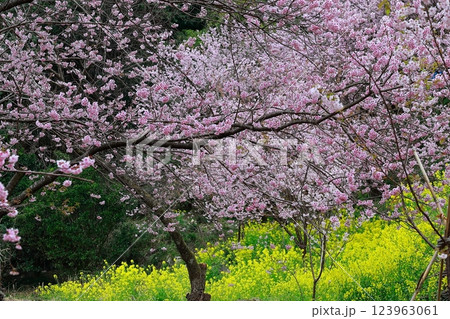 菜の花と河津桜 須崎 123963061