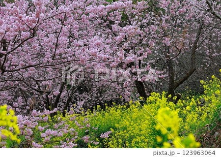 菜の花と河津桜 須崎 菜の花と河津桜 須崎 123963064