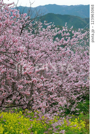 菜の花と河津桜 須崎 菜の花と河津桜 須崎 123963068