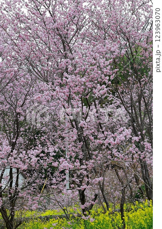 菜の花と河津桜 須崎 菜の花と河津桜 須崎 123963070