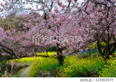 菜の花と河津桜 須崎 123963074