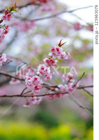 菜の花と河津桜 須崎 123963076