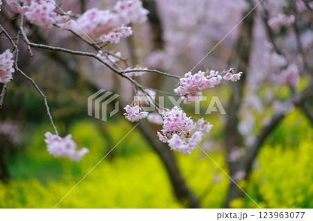菜の花と河津桜 須崎 123963077