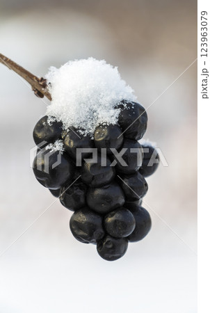 Chokeberry under snow Chokeberry under snow 123963079
