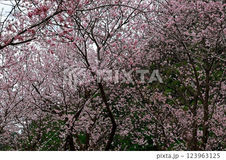 春の訪れを告げる河津桜 123963125