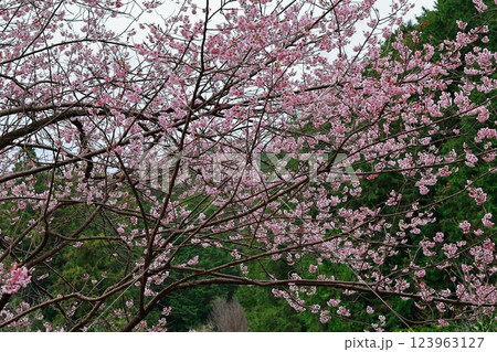 春の訪れを告げる河津桜 123963127