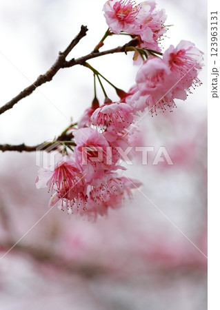 春の訪れを告げる河津桜 123963131