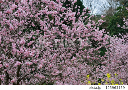 春の訪れを告げる河津桜 123963139