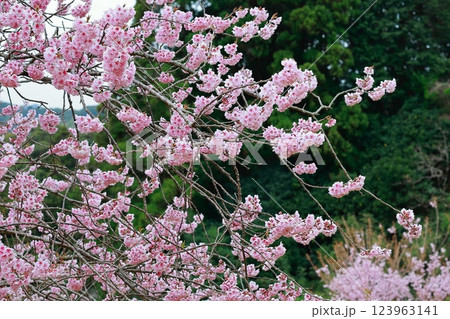 春の訪れを告げる河津桜 123963141