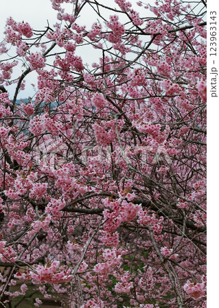 春の訪れを告げる河津桜 123963143