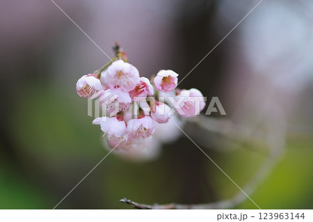 春の訪れを告げる河津桜 123963144