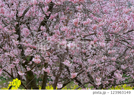 春の訪れを告げる河津桜 123963149