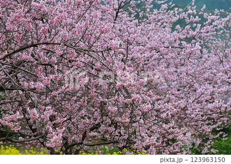 春の訪れを告げる河津桜 春の訪れを告げる河津桜 123963150