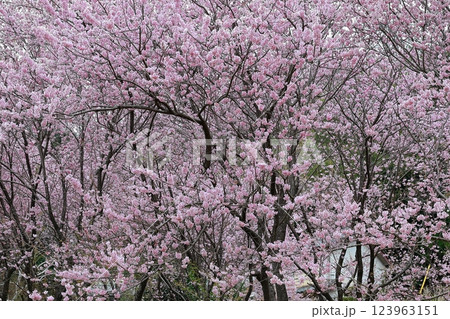 春の訪れを告げる河津桜 春の訪れを告げる河津桜 123963151