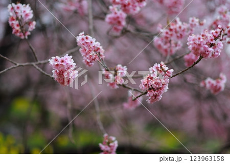 春の訪れを告げる河津桜 123963158