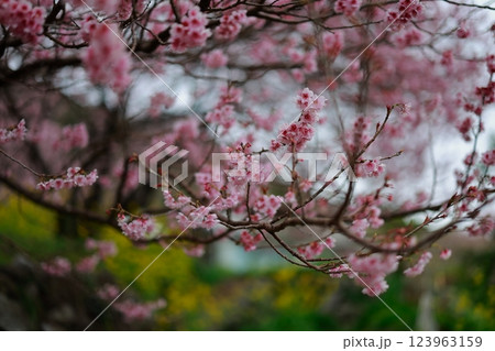 春の訪れを告げる河津桜 123963159