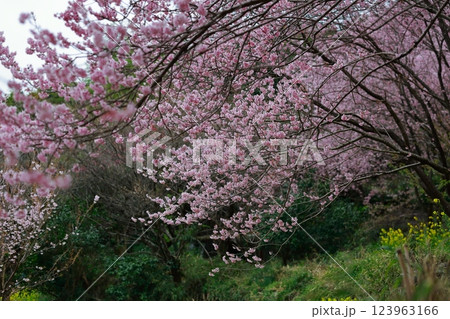 春の訪れを告げる河津桜 123963166