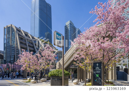 桜が咲き誇る麻布台ヒルズ　東京都 123963169