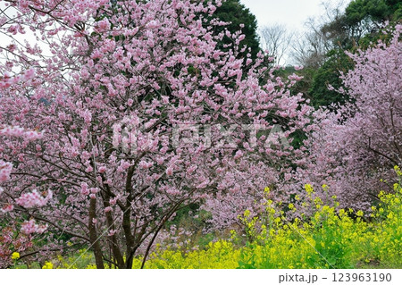 春の訪れを告げる河津桜 123963190