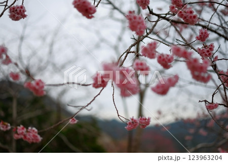 春の訪れを告げる河津桜 春の訪れを告げる河津桜 123963204