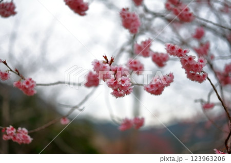 春の訪れを告げる河津桜 123963206