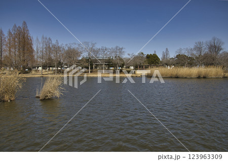 羽生水郷公園　水鳥の池　埼玉県羽生市 123963309