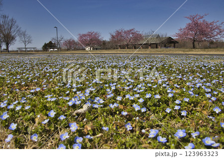 羽生水郷公園 お花見広場と休憩舎 桜とイヌノフグリの花 埼玉県羽生市 羽生水郷公園 お花見広場と休憩舎 桜とイヌノフグリの花 埼玉県羽生市 123963323