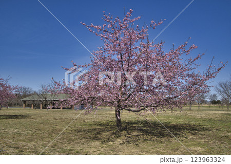 羽生水郷公園　お花見広場の桜　埼玉県羽生市 123963324