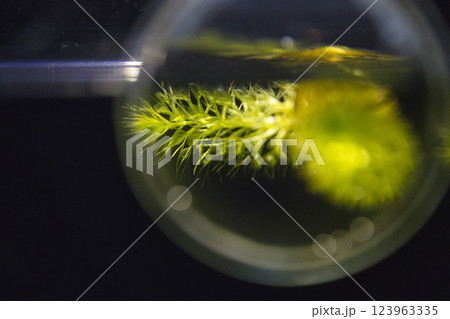 羽生水郷公園　埼玉水族館　ムジナモ　埼玉県羽生市 123963335