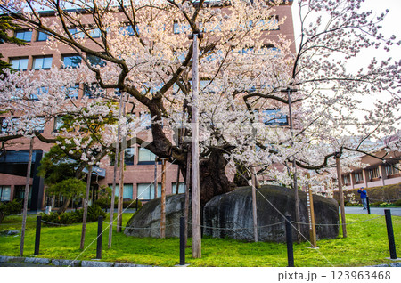 満開となった朝の石割桜 盛岡市 満開となった朝の石割桜 盛岡市 123963468