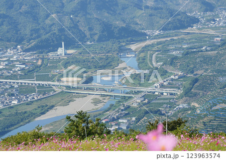 秋のコスモスが彩る有田川の風景	 123963574