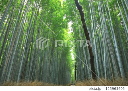 竹林の径(京都市) 竹林の径(京都市) 123963603