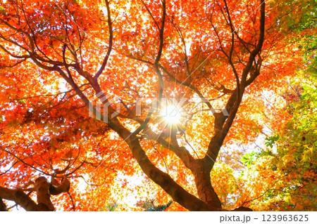 秋のモミジ林（木漏れ日） 123963625