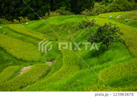 大山千枚田(おおやませんまいだ)千葉県鴨川市 大山千枚田(おおやませんまいだ)千葉県鴨川市 123963678