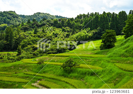 大山千枚田(おおやませんまいだ)千葉県鴨川市 大山千枚田(おおやませんまいだ)千葉県鴨川市 123963681