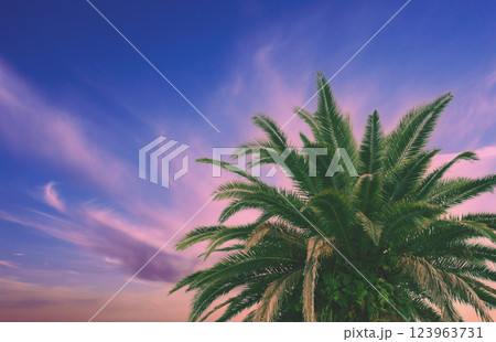 Palm trees against the colorful sunset sky. Beautiful tropical evening nature Palm trees against the colorful sunset sky. Beautiful tropical evening nature 123963731