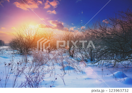 Abandoned apple orchard at snowy winter sunrise 123963732