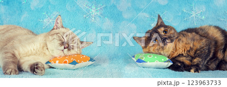 Two funny cats lying on the pillows on a blue blanket. Christmas background. Horizontal banner Two funny cats lying on the pillows on a blue blanket. Christmas background. Horizontal banner 123963733