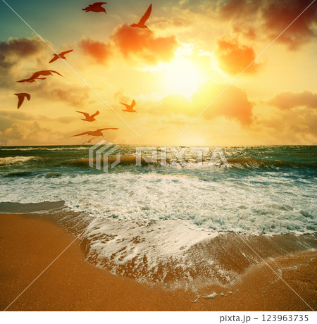 Seascape in the evening with flying seagulls. Sunset over the sea 123963735