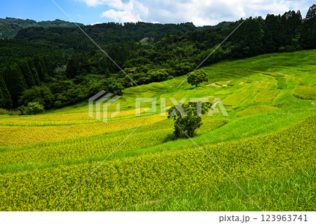 大山千枚田(おおやませんまいだ)千葉県鴨川市 大山千枚田(おおやませんまいだ)千葉県鴨川市 123963741