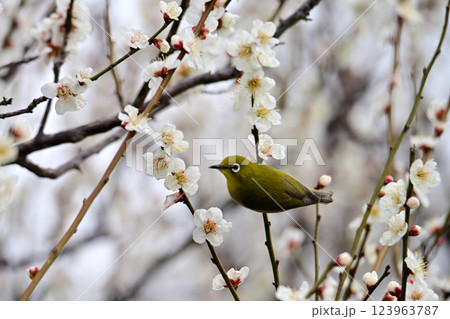白梅　メジロ 123963787
