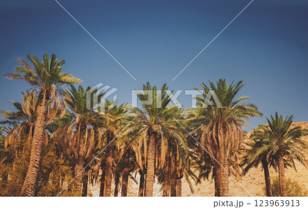 Palm trees in the desert. Oasis in the desert. Nature landscape. Ein Gedi, Israel Palm trees in the desert. Oasis in the desert. Nature landscape. Ein Gedi, Israel 123963913