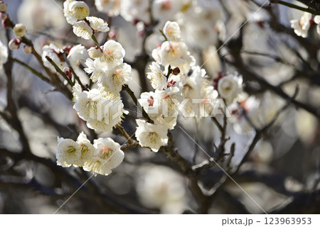初春の梅 123963953