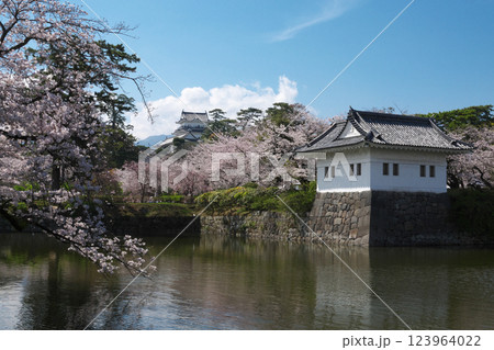 小田原城　天守閣、隅櫓、堀と満開の桜 123964022
