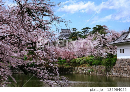 小田原城天守閣と堀に張り出す満開の桜 123964023