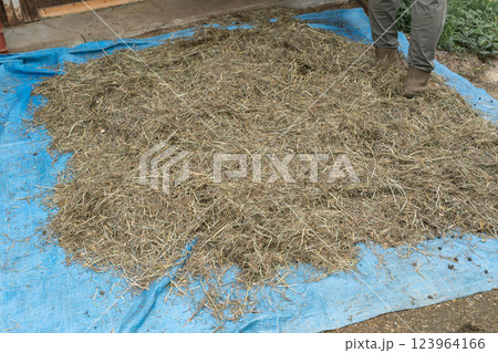 involved with horses 123964166