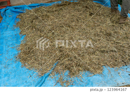 involved with horses involved with horses 123964167