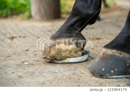 involved with horses involved with horses 123964174